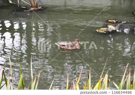 The Mallard duck or Anas platyrhynchos swim at the pond. Beautiful female duck in the water The Mallard duck or Anas platyrhynchos swim at the pond. Beautiful female duck in the water 116634496