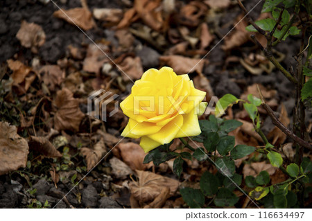 Beautiful yellow rose in the autumn garden. Yellow Rose Blooming against fall leaves on the background Beautiful yellow rose in the autumn garden. Yellow Rose Blooming against fall leaves on the background 116634497