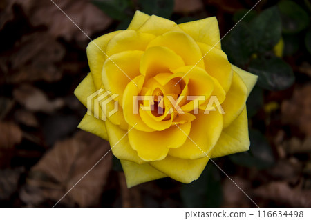 Beautiful yellow rose in the autumn garden. Yellow Rose Blooming against fall leaves on the background Beautiful yellow rose in the autumn garden. Yellow Rose Blooming against fall leaves on the background 116634498