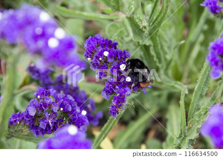 Beautiful flowers of Statice or Limonium sinuatum or Wavyleaf sea lavender. Small flowers with white and violet color with bumblebee on them. Beautiful flowers of Statice or Limonium sinuatum or Wavyleaf sea lavender. Small flowers with white and violet color with bumblebee on them. 116634500