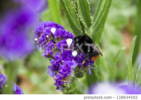 Beautiful flowers of Statice or Limonium sinuatum or Wavyleaf sea lavender. Small flowers with white and violet color with bumblebee on them. Beautiful flowers of Statice or Limonium sinuatum or Wavyleaf sea lavender. Small flowers with white and violet color with bumblebee on them. 116634502