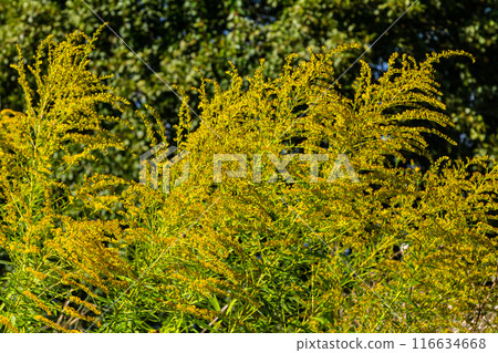 The wild flowers of Solidago altissima in autumn 116634668