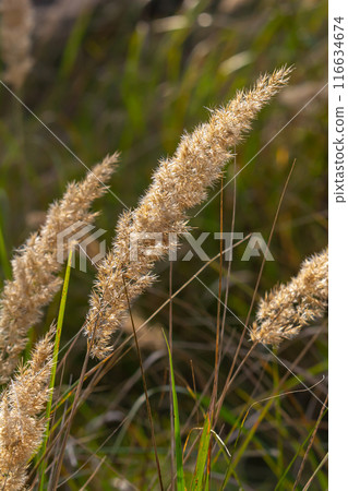 Inflorescence of wood small-reed Calamagrostis epigejos on a meadow Inflorescence of wood small-reed Calamagrostis epigejos on a meadow 116634674
