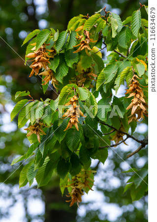 Branch of a hornbeam Carpinus betulus with drooping inflorescence and leaves in autumn, selected focus, narrow depth of field, copy space in the blurry background 116634679