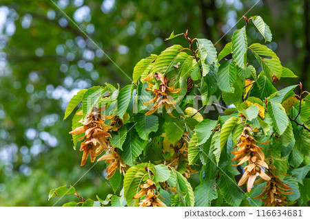 Branch of a hornbeam Carpinus betulus with drooping inflorescence and leaves in autumn, selected focus, narrow depth of field, copy space in the blurry background 116634681