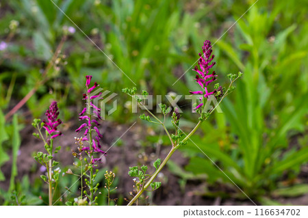 Fumaria officinalis, the common fumitory, drug fumitory or earth smoke, is a herbaceous annual flowering plant,healing for skin problems, blood purification 116634702