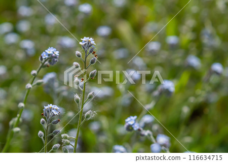 Wide angle closeup on an aggregation of lightblue Early Forget-me-not, Myosotis ramosissima an annual flowering herb Wide angle closeup on an aggregation of lightblue Early Forget-me-not, Myosotis ramosissima an annual flowering herb 116634715