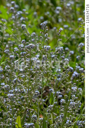 Wide angle closeup on an aggregation of lightblue Early Forget-me-not, Myosotis ramosissima an annual flowering herb 116634716