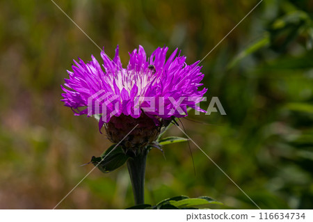 Psephellus whitened Psephellus dealbatus in garden. Bumblebee on flowers 116634734