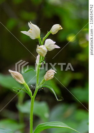Cephalanthera longifolia, the narrow-leaved helleborine, sword-leaved helleborine or long-leaved helleborine, is a rhizomatous herbaceous perennial plant in the family Orchidaceae 116634742