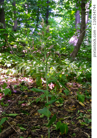 Cephalanthera longifolia, the narrow-leaved helleborine, sword-leaved helleborine or long-leaved helleborine, is a rhizomatous herbaceous perennial plant in the family Orchidaceae 116634744