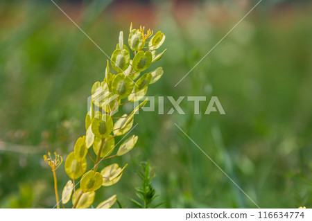 In nature, Thlaspi arvense grows among wild grasses In nature, Thlaspi arvense grows among wild grasses 116634774