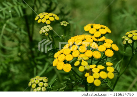 Mugwort (Asteraceae) perennial 116634790