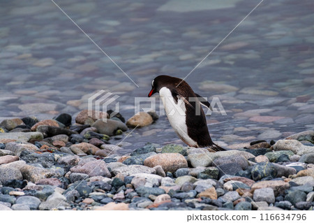 Gentoo Penguin colony on Cuverville island 116634796