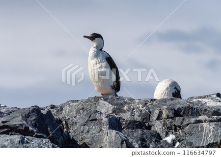 An Antarctic Shag at Mikkelsen Harbour An Antarctic Shag at Mikkelsen Harbour 116634797