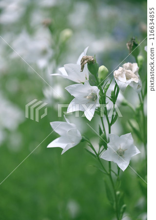 White china 116634855