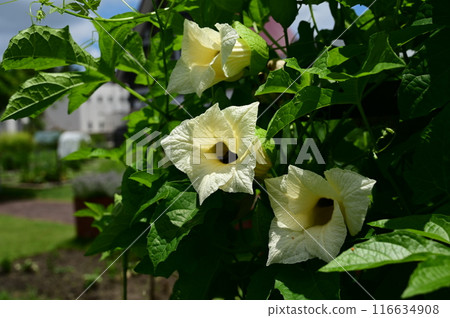 White flowers of Asan gourd (Cucurbitaceae) 116634908