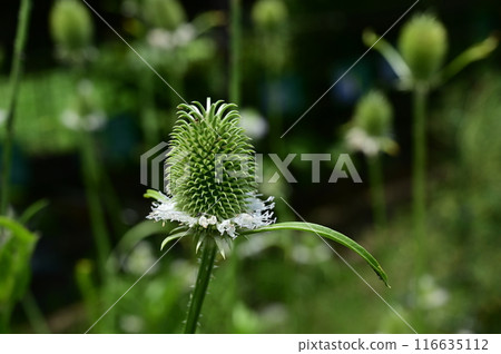 Lashakakigusa (Caprifoliaceae) biennial plant 116635112