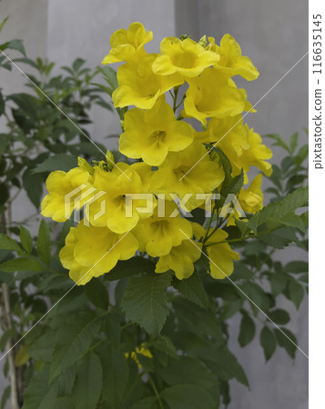 Beautiful spring fresh yellow flowers grow in pot Beautiful spring fresh yellow flowers grow in pot 116635145