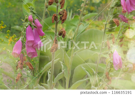 Cottage garden. Digitalis grows in mountain. Violet flowers blooming. Cultivated flowers. Sunny. 116635191