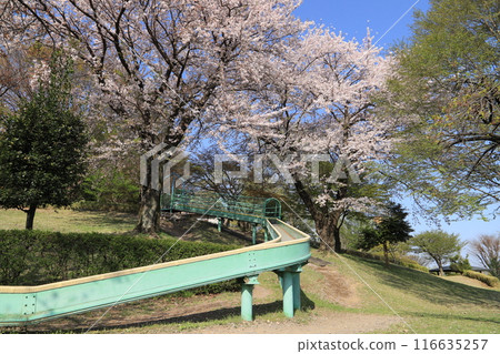 Cherry blossoms at Atagoyama Furusato Park 116635257
