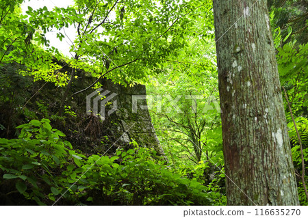 Mysterious forest 116635270