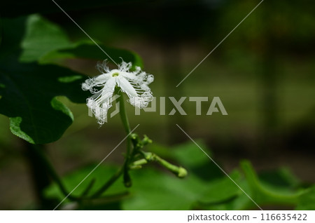 Snake gourd (Cucurbitaceae) annual plant 116635422