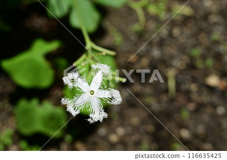Snake gourd (Cucurbitaceae) annual plant 116635425