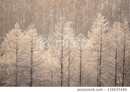 Kirigamine in winter Kirigamine in winter 116635486