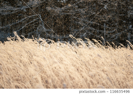 Kirigamine in winter 116635496