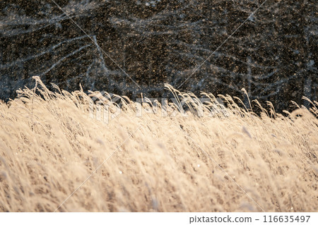 Kirigamine在冬天 116635497