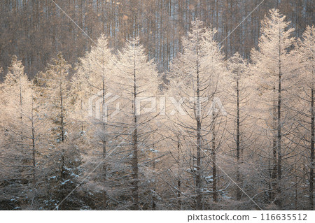 Kirigamine in winter 116635512