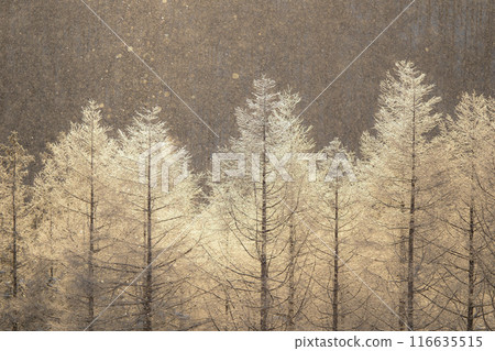 Kirigamine in winter 116635515