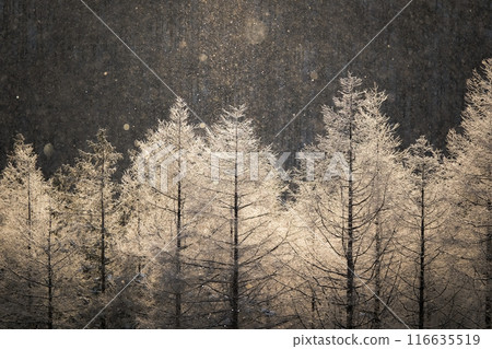 Kirigamine in winter 116635519