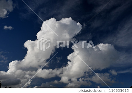 White clouds floating in the blue sky White clouds floating in the blue sky 116635615