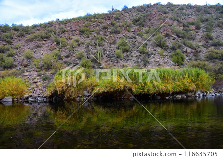 Salt River Recreation Area Arizona Salt River Recreation Area Arizona 116635705