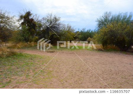Salt River Recreation Area Arizona Salt River Recreation Area Arizona 116635707