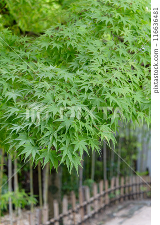 藍楓小路 116636481