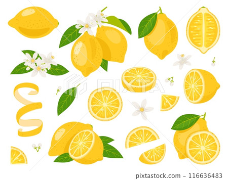 Fresh citrus fruits. Yellow juicy lemons, exotic natural product, sour taste, whole, cut, on twigs, zest and peel, flowers with leaves, lemonade ingredient, vector cartoon flat isolated set 116636483