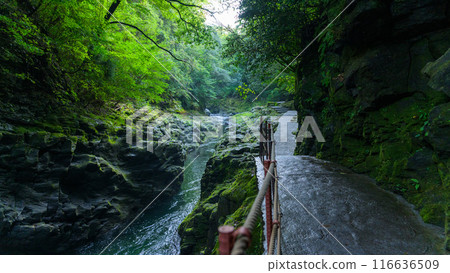 The approach to Amanoiwato Shrine's Nishi-Hongu Shrine. Amanoiwato Shrine (Takachiho Town) is a great place to visit on your journey to sacred places and power spots of "myth". The approach to Amanoiwato Shrine's Nishi-Hongu Shrine. Amanoiwato Shrine (Takachiho Town) is a great place to visit on your journey to sacred places and power spots of "myth". 116636509