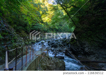 天輪神社 西本宮神社參道 天輪戶神社(高千穗町)在神話聖地與能量景點之旅中脫穎而出 天輪神社 西本宮神社參道 天輪戶神社(高千穗町)在神話聖地與能量景點之旅中脫穎而出 116636512
