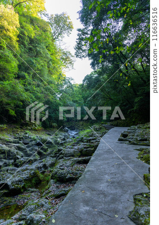 天輪神社 西本宮神社參道 天輪戶神社(高千穗町)在神話聖地與能量景點之旅中脫穎而出 天輪神社 西本宮神社參道 天輪戶神社(高千穗町)在神話聖地與能量景點之旅中脫穎而出 116636516
