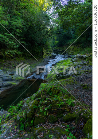 天輪神社 西本宮神社參道 天輪戶神社(高千穗町)在神話聖地與能量景點之旅中脫穎而出 天輪神社 西本宮神社參道 天輪戶神社(高千穗町)在神話聖地與能量景點之旅中脫穎而出 116636520