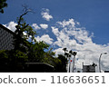 Summer blue sky and white clouds 116636651