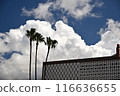 Summer blue sky and white clouds 116636655
