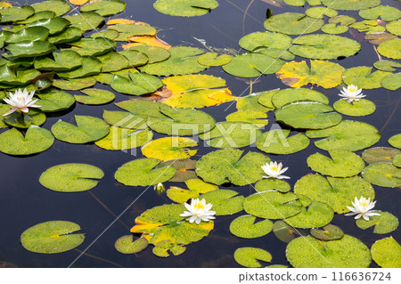 Sparkling white water lilies blooming on the water surface 116636724