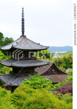 常樂寺/本堂的柏樹皮屋頂和三層寶塔（滋賀縣港南市） 116636927