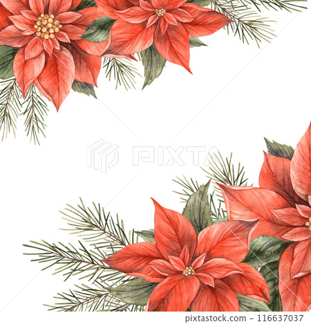 Poinsettia, Christmas red flower and green leaves. Watercolor botanical frame in Christmas style. Floral and plant trend. Drawing for Christmas and New Year holidays, invitations, cards, banners 116637037