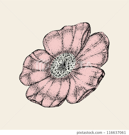 Wild rose flowers drawing and sketch with pointillism on white backgrounds. Vintage illustration of dog-rose Wild rose flowers drawing and sketch with pointillism on white backgrounds. Vintage illustration of dog-rose 116637061