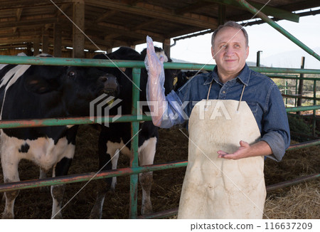 farmer prepares for artificial insemination of cows farmer prepares for artificial insemination of cows 116637209